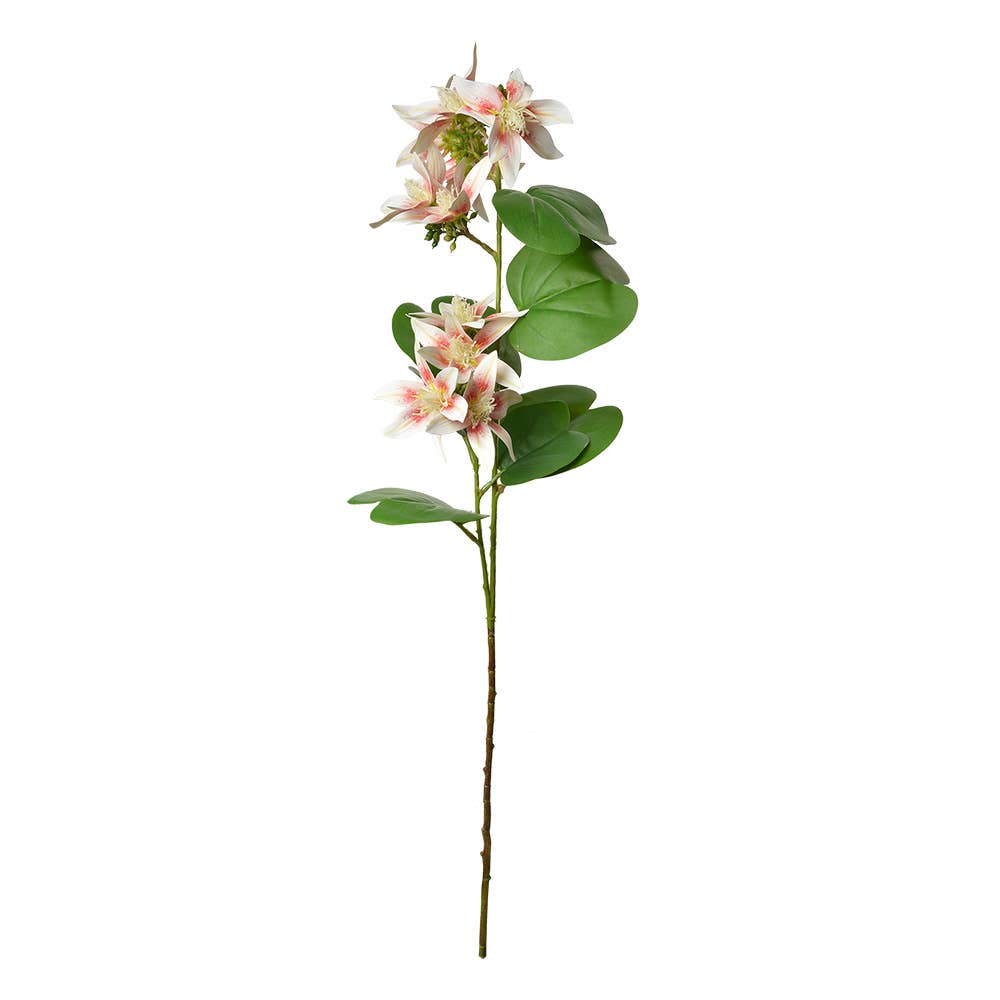 Clematis Wit, Roze