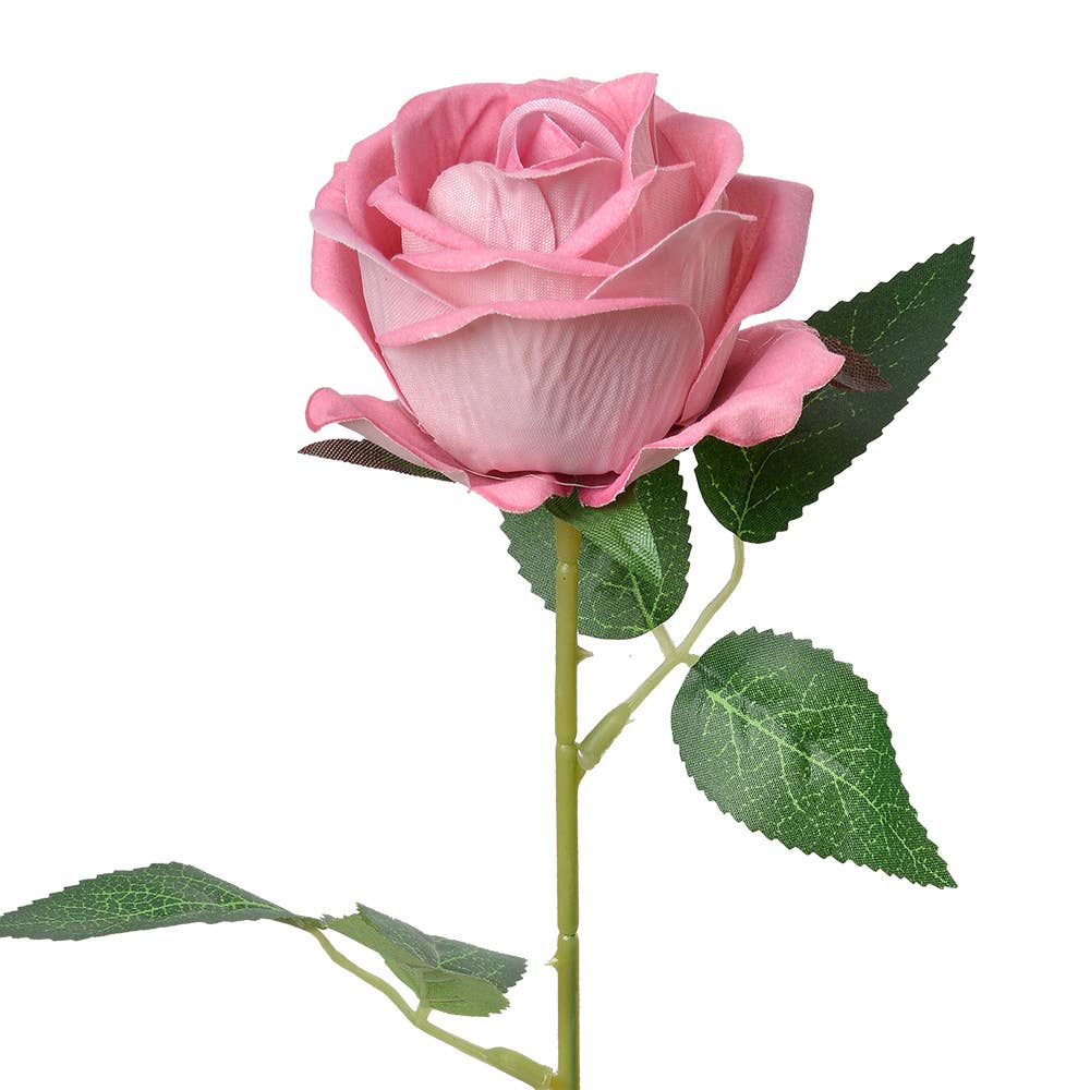 Roos Roze