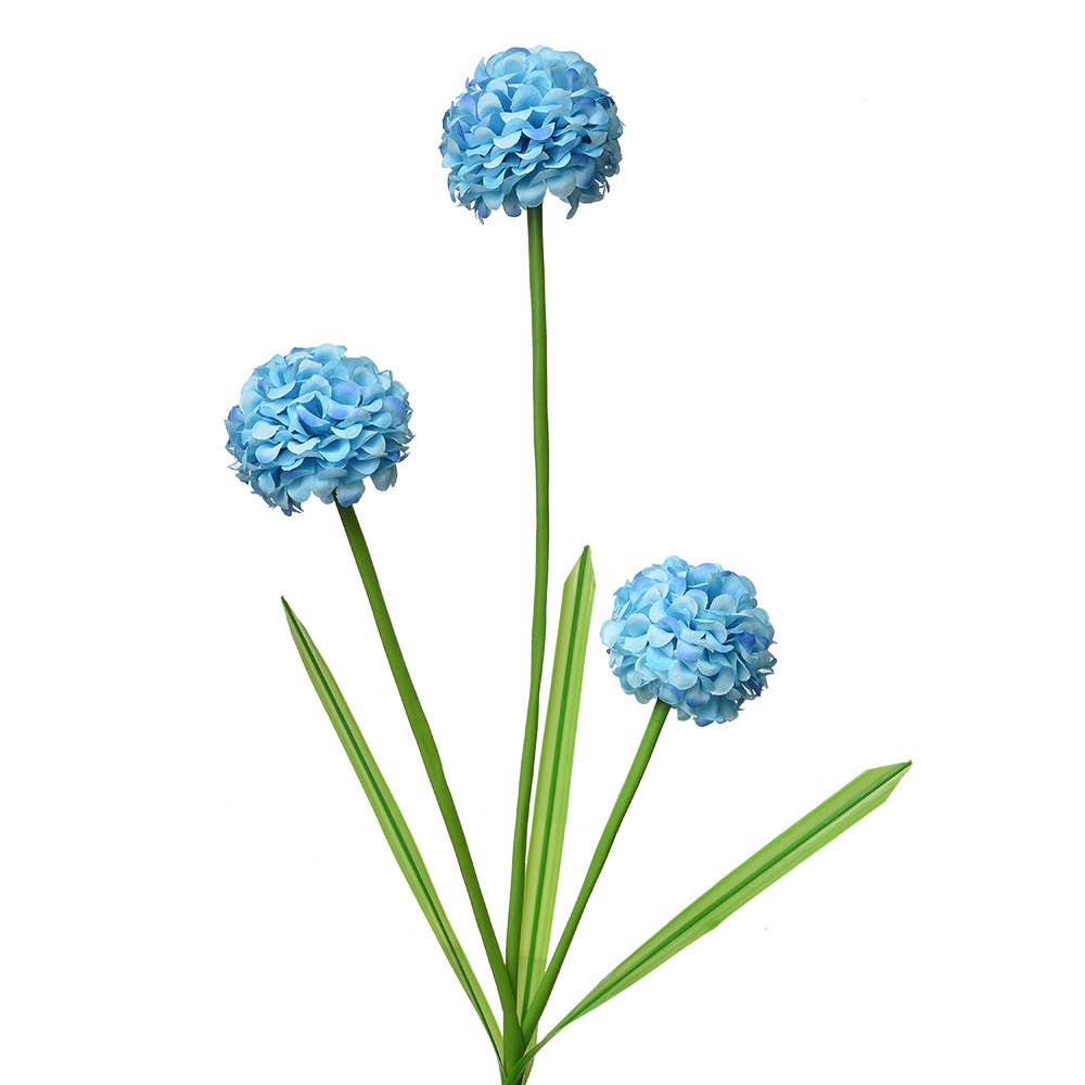 Allium Blauw