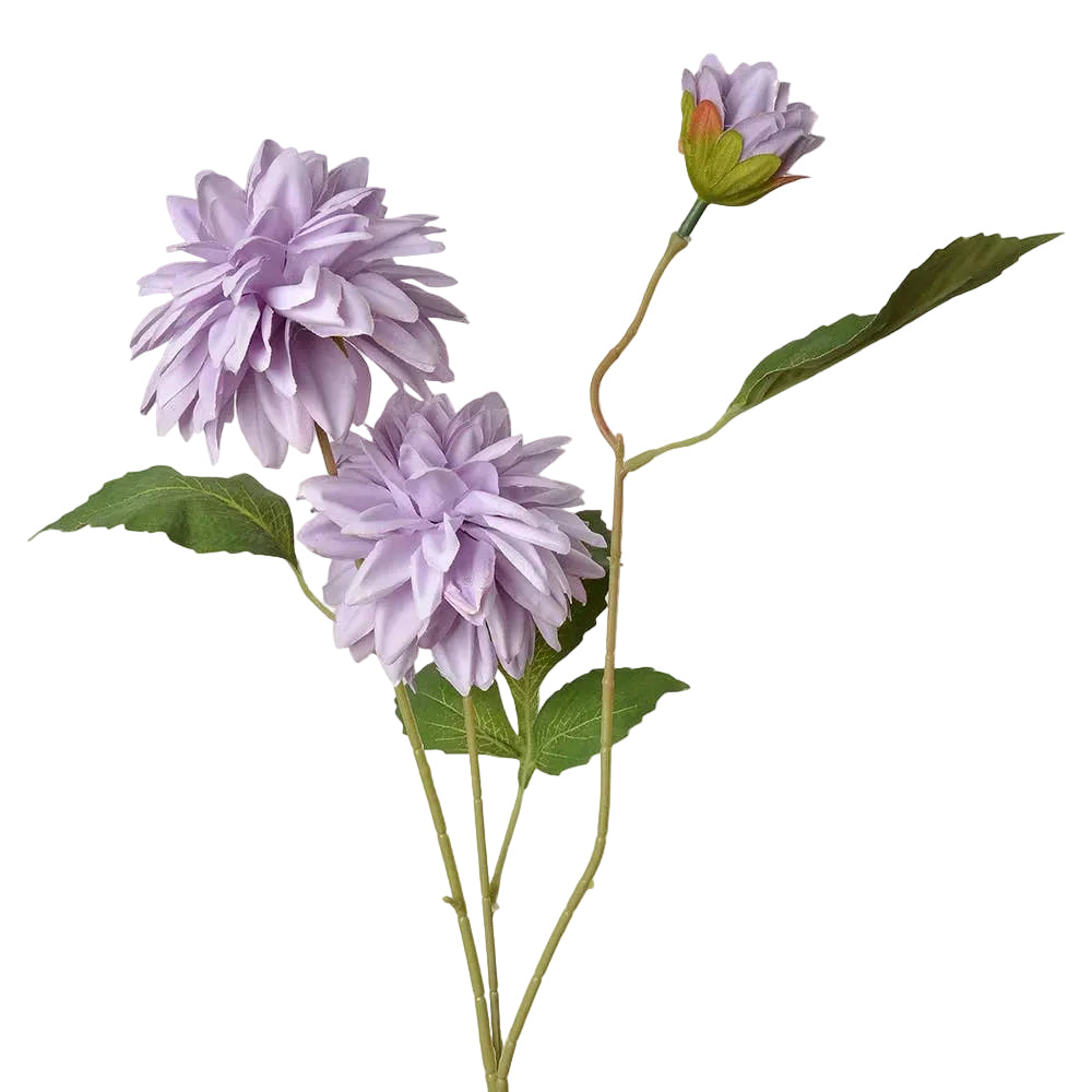 Dahlia paars
