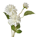 Dahlia Wit
