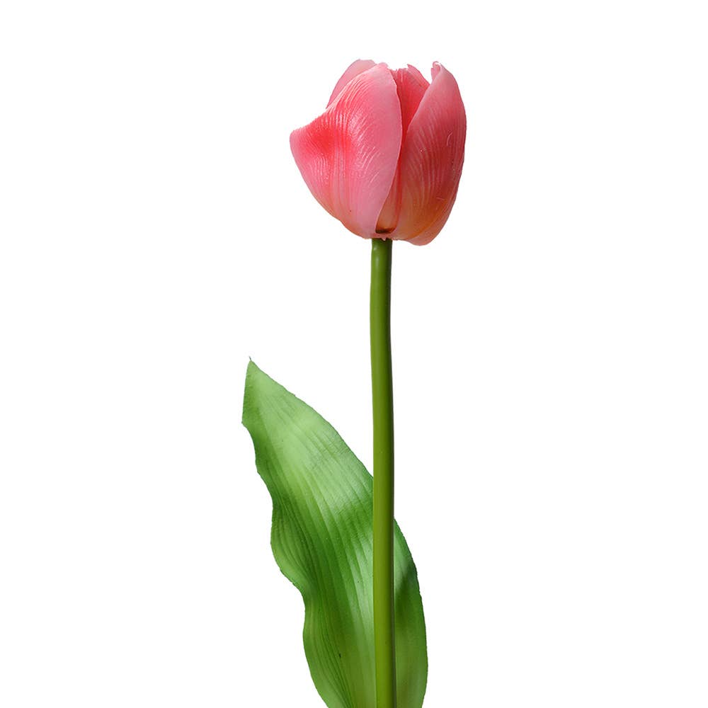 Roze Tulp