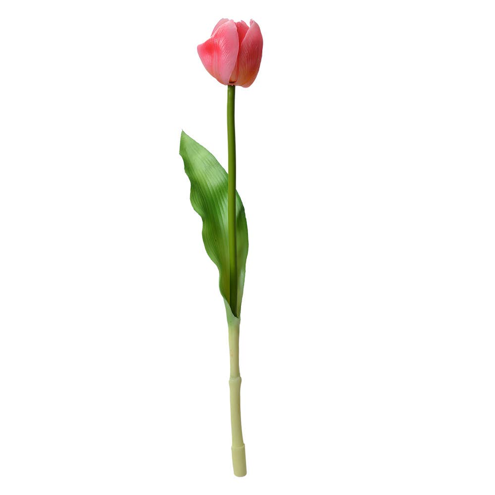 Roze Tulp