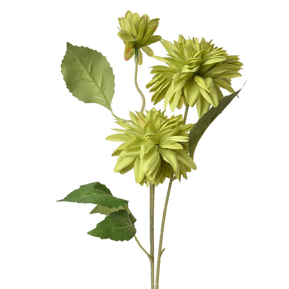 Dahlia Groen