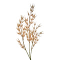 Oat Grass tak