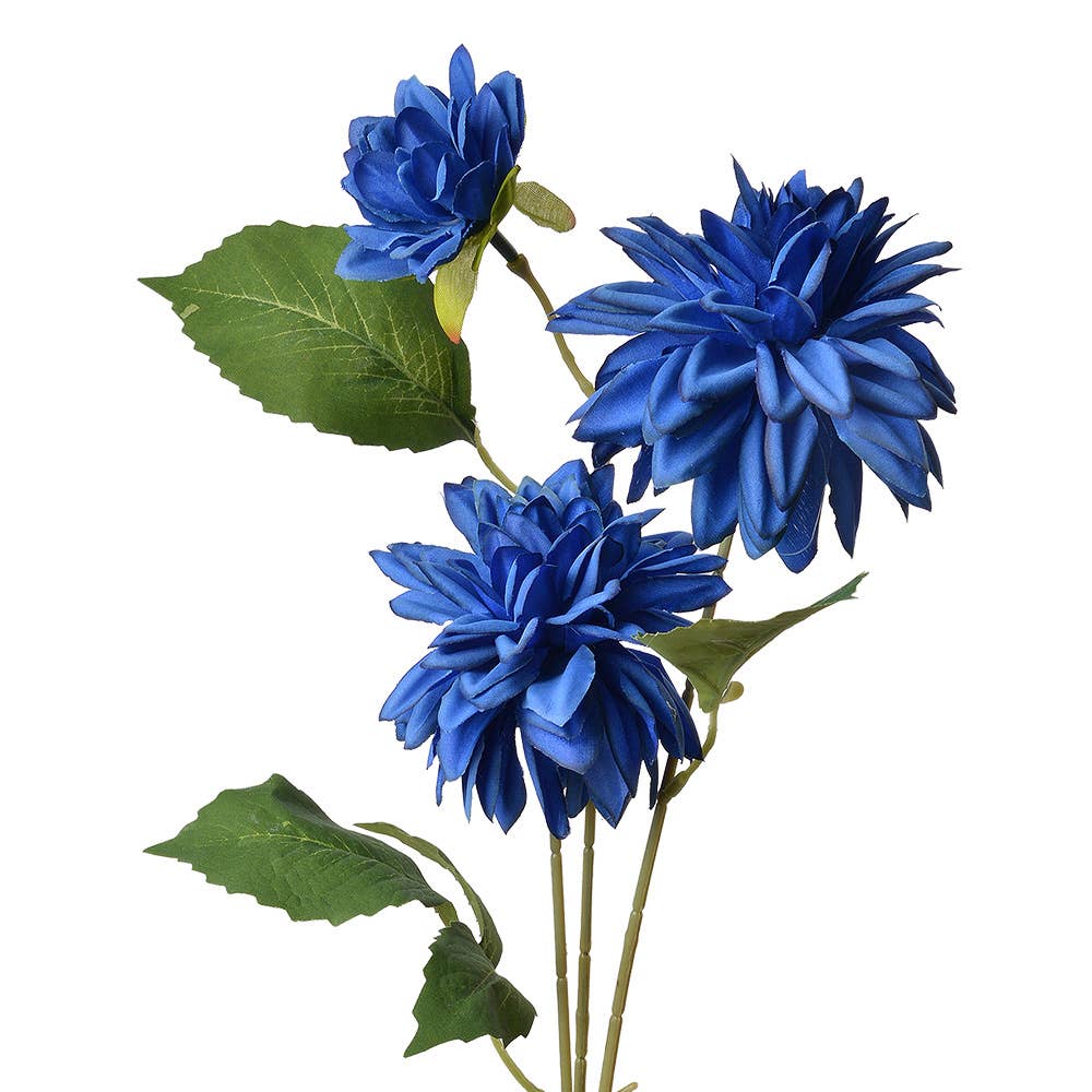 Dahlia donkerblauw