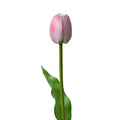 Wit Roze Tulp
