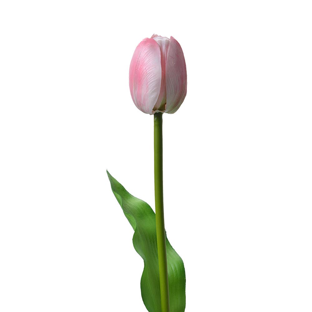 Wit Roze Tulp