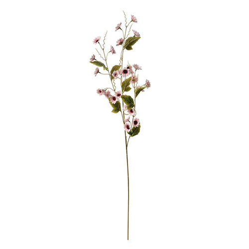 Anamoontak Roze