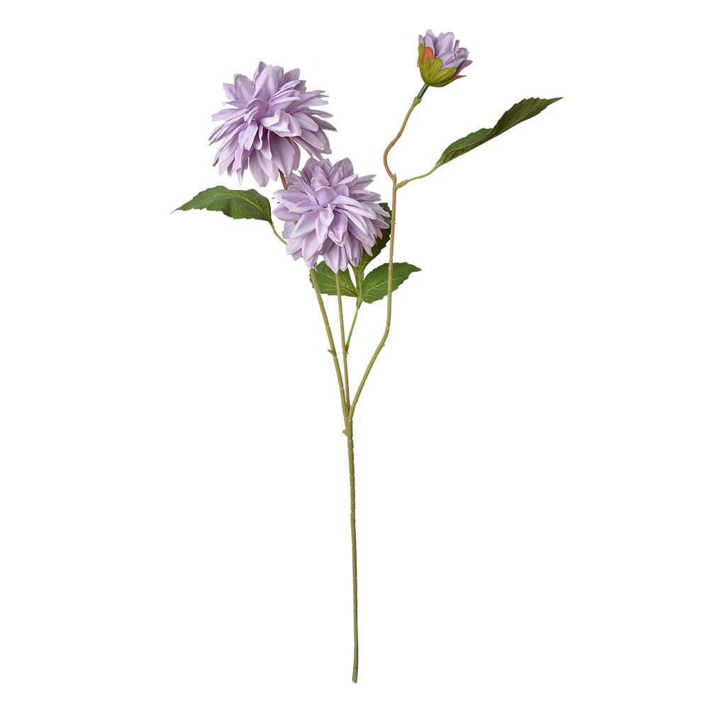 Dahlia paars