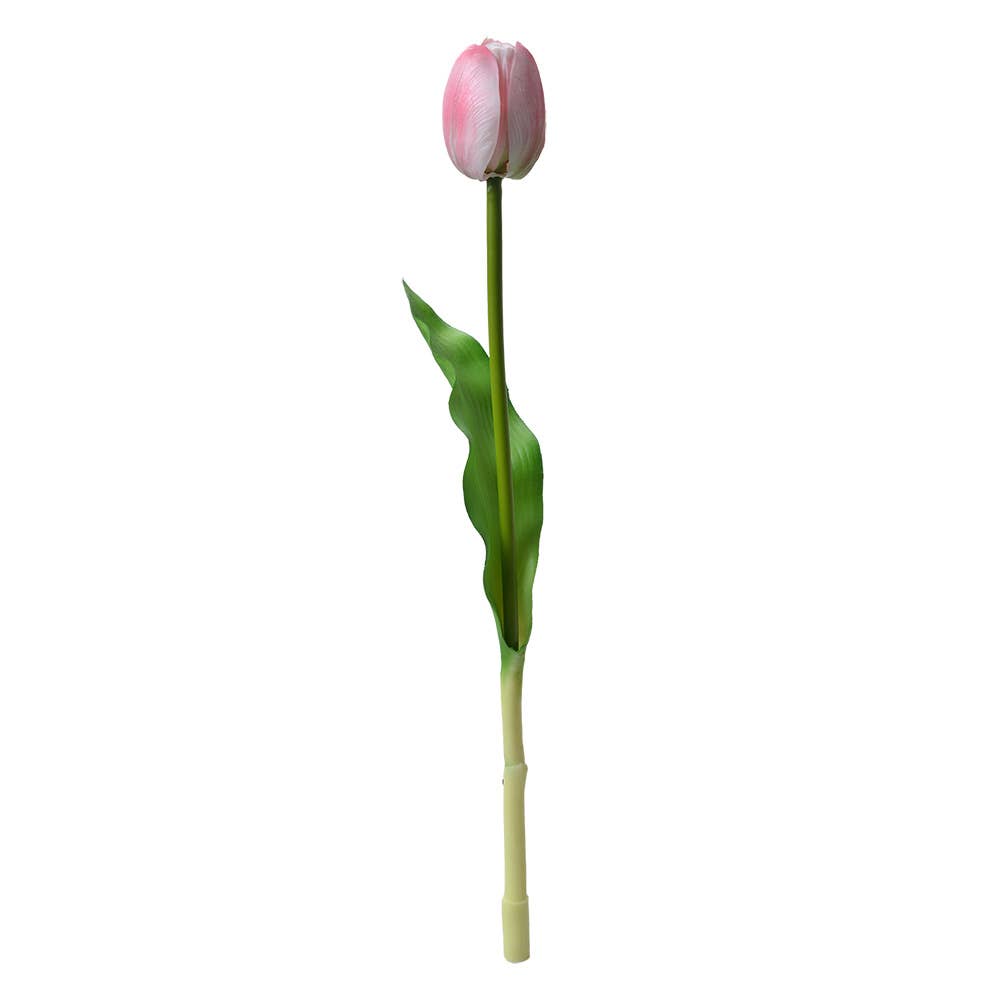 Wit Roze Tulp