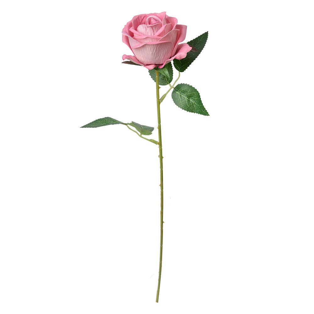 Roos Roze