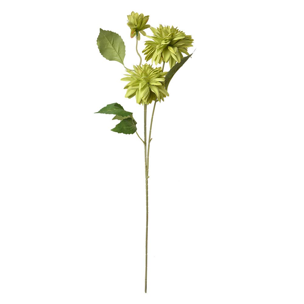 Dahlia Groen