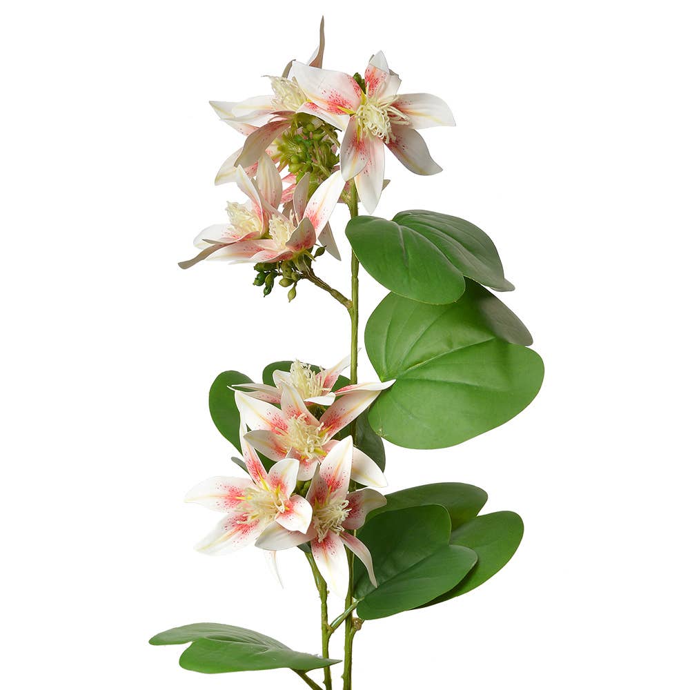 Clematis Wit, Roze
