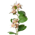 Clematis Wit, Roze